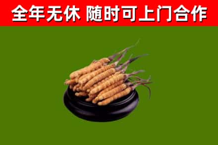洪山烟酒回收冬虫夏草.jpg